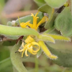 Persoonia rigida (Hairy Geebung) at Black Mountain - 21 Feb 2024 by ConBoekel