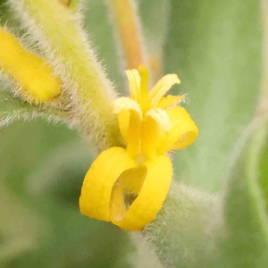 Persoonia rigida at Black Mountain - 21 Feb 2024 10:20 AM