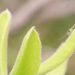 Persoonia rigida at Black Mountain - 21 Feb 2024