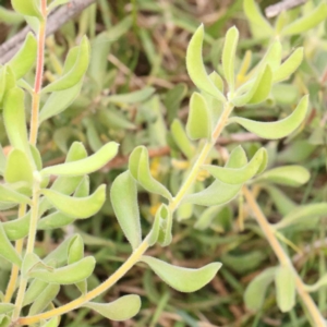 Persoonia rigida at Black Mountain - 21 Feb 2024