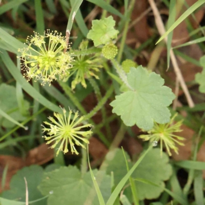 Hydrocotyle laxiflora (Stinking Pennywort) at Black Mountain - 21 Feb 2024 by ConBoekel