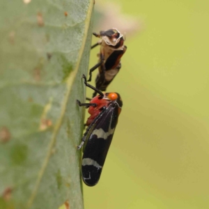 Eurymeloides pulchra at Black Mountain - 21 Feb 2024