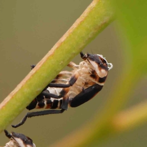 Eurymeloides pulchra at Black Mountain - 21 Feb 2024