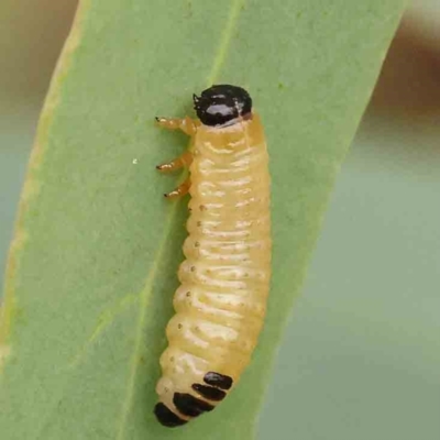 Paropsis atomaria (Eucalyptus leaf beetle) at Black Mountain - 20 Feb 2024 by ConBoekel