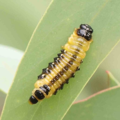 Paropsis atomaria (Eucalyptus leaf beetle) at Black Mountain - 21 Feb 2024 by ConBoekel