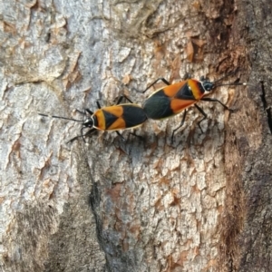 Dindymus versicolor at Symonston, ACT - 23 Feb 2024 06:00 PM