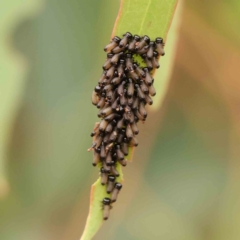 Paropsini sp. (tribe) (Unidentified paropsine leaf beetle) at Black Mountain - 20 Feb 2024 by ConBoekel