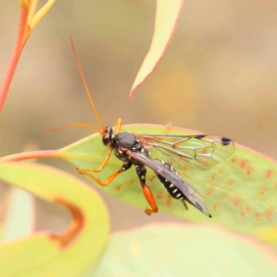 Echthromorpha intricatoria (Cream-spotted Ichneumon) at O'Connor, ACT - 20 Feb 2024 by ConBoekel