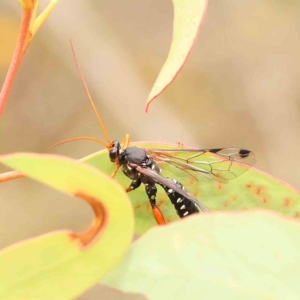 Echthromorpha intricatoria at Black Mountain - 21 Feb 2024 09:31 AM