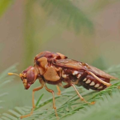 Pergagrapta polita (Sawfly) at Black Mountain - 20 Feb 2024 by ConBoekel