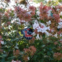 Delias harpalyce (Imperial Jezebel) at Red Hill, ACT - 22 Feb 2024 by HelenJ