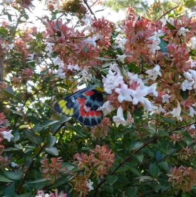 Delias harpalyce (Imperial Jezebel) at Red Hill, ACT - 22 Feb 2024 by HelenJ