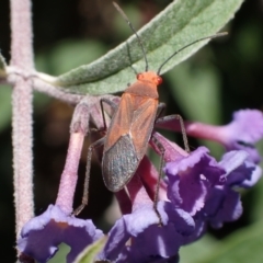 Leptocoris mitellatus (Leptocoris bug) at Murrumbateman, NSW - 25 Feb 2024 by SimoneC