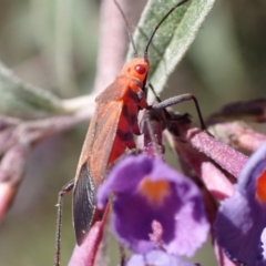 Leptocoris mitellatus at Murrumbateman, NSW - 25 Feb 2024