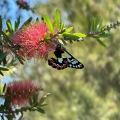 Delias aganippe (Spotted Jezebel) at Murrumbateman, NSW - 25 Feb 2024 by SimoneC