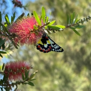Delias aganippe at Murrumbateman, NSW - 25 Feb 2024