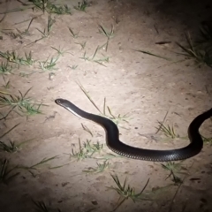 Austrelaps ramsayi (Highlands Copperhead) at Mount Clear, ACT - 13 Feb 2024 by ChrisHolder