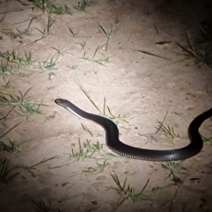 Austrelaps ramsayi at Namadgi National Park - 13 Feb 2024 09:45 PM