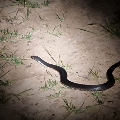 Austrelaps ramsayi (Highlands Copperhead) at Mount Clear, ACT - 13 Feb 2024 by ChrisHolder