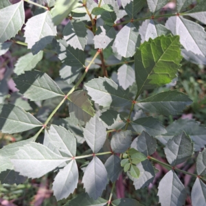 Fraxinus angustifolia at Mount Majura - 25 Feb 2024