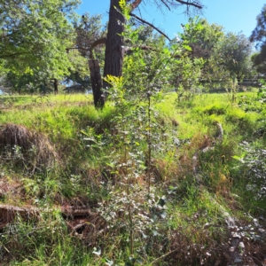 Fraxinus angustifolia at Mount Majura - 25 Feb 2024 10:24 AM