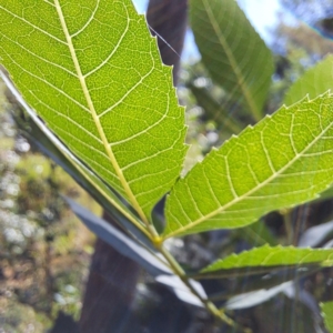 Fraxinus angustifolia at Mount Majura - 25 Feb 2024 10:24 AM