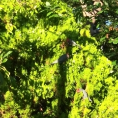 Callocephalon fimbriatum at Red Hill, ACT - suppressed