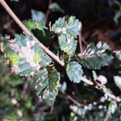 Ulmus procera (English Elm) at Mount Majura - 25 Feb 2024 by abread111