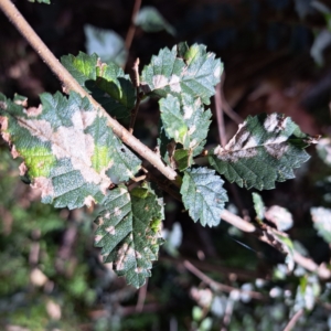 Ulmus procera at Mount Majura - 25 Feb 2024 10:25 AM