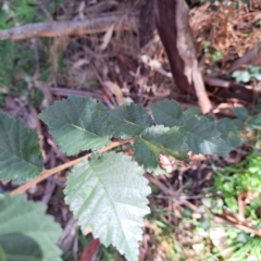 Ulmus procera at Mount Majura - 25 Feb 2024