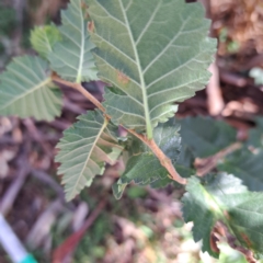 Ulmus procera at Mount Majura - 25 Feb 2024 10:25 AM