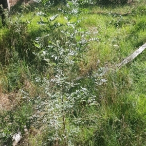 Fraxinus angustifolia at Mount Majura - 25 Feb 2024