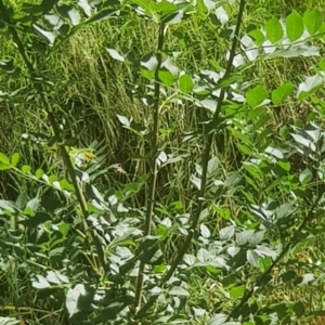 Fraxinus angustifolia at Mount Majura - 25 Feb 2024