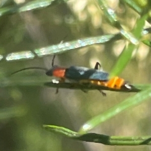 Chauliognathus tricolor at Red Hill NR (RED) - 18 Feb 2024 10:07 AM