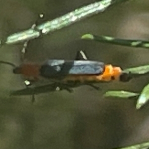 Chauliognathus tricolor at Red Hill NR (RED) - 18 Feb 2024 10:07 AM