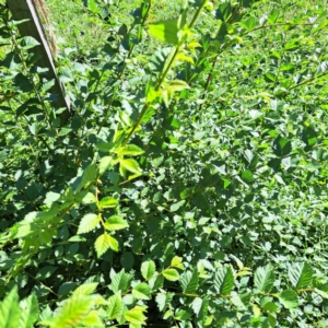 Ulmus procera at Watson, ACT - 22 Feb 2024 09:40 AM