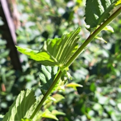 Ulmus procera at Watson, ACT - 22 Feb 2024