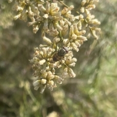 Syrphidae (family) at Red Hill Nature Reserve - 17 Feb 2024 by JamonSmallgoods