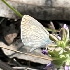 Zizina otis (Common Grass-Blue) at Red Hill NR (RED) - 18 Feb 2024 by JamonSmallgoods