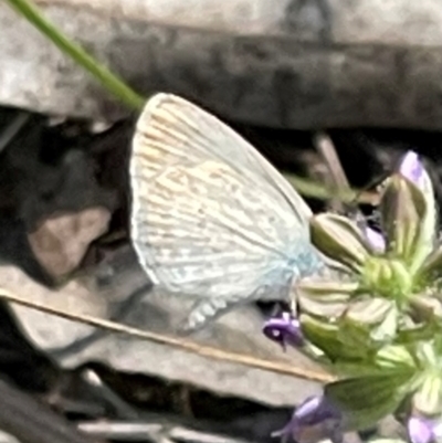 Zizina otis (Common Grass-Blue) at Deakin, ACT - 17 Feb 2024 by JamonSmallgoods