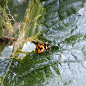 Coccinella transversalis at Watson, ACT - 24 Feb 2024