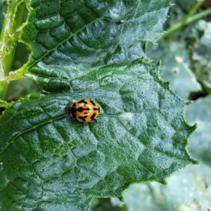 Coccinella transversalis at Watson, ACT - 24 Feb 2024