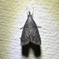Unidentified Pyralid or Snout Moth (Pyralidae & Crambidae) at Murramarang National Park - 19 Feb 2024 by Pirom