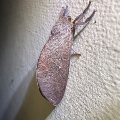 Elhamma australasiae (A Swift or Ghost moth (Hepialidae)) at Murramarang National Park - 22 Feb 2024 by Pirom