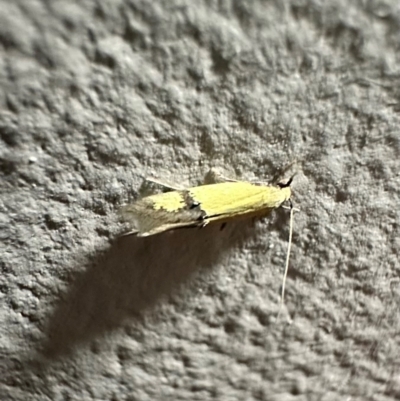 Opogona stereodyta (Tineid moth) at Pebbly Beach, NSW - 19 Feb 2024 by Pirom