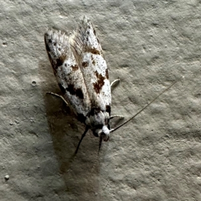 Oxythecta hieroglyphica (A scat moth) at Pebbly Beach, NSW - 21 Feb 2024 by Pirom