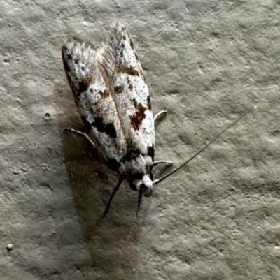 Oxythecta hieroglyphica (A scat moth) at Murramarang National Park - 21 Feb 2024 by Pirom