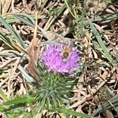 Apis mellifera (European honey bee) at Mugga Mugga NR (MUG) - 25 Feb 2024 by JamonSmallgoods