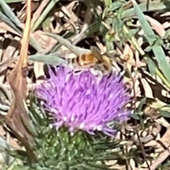 Apis mellifera at Mugga Mugga NR (MUG) - 25 Feb 2024