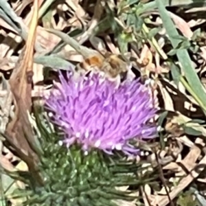 Apis mellifera at Mugga Mugga NR (MUG) - 25 Feb 2024